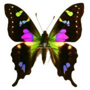 GRAPHIUM WEISKEI